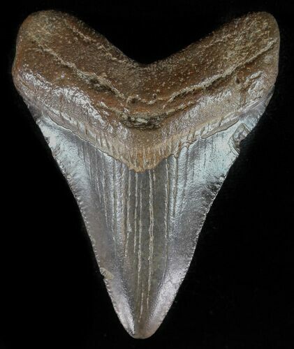 Juvenile Megalodon Tooth - Georgia #59214